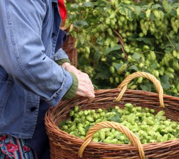 Der Hopfenbau und seine Geschichte