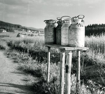 Von der Kuh bis zur Butter